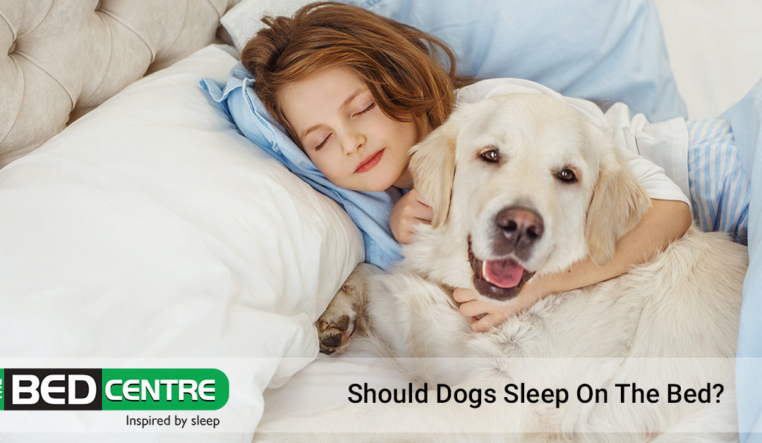 should dogs sleep on the bed